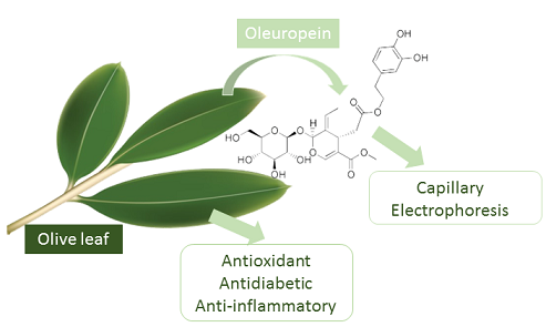 How does oleuropein powder affect blood sugar levels in diabetics? How does oleuropein powder affect blood sugar levels in diabetics?